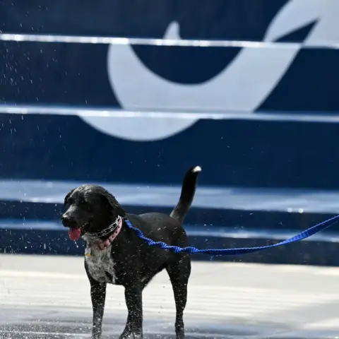 Dog-Friendly Things to Do at The Battery Atlanta